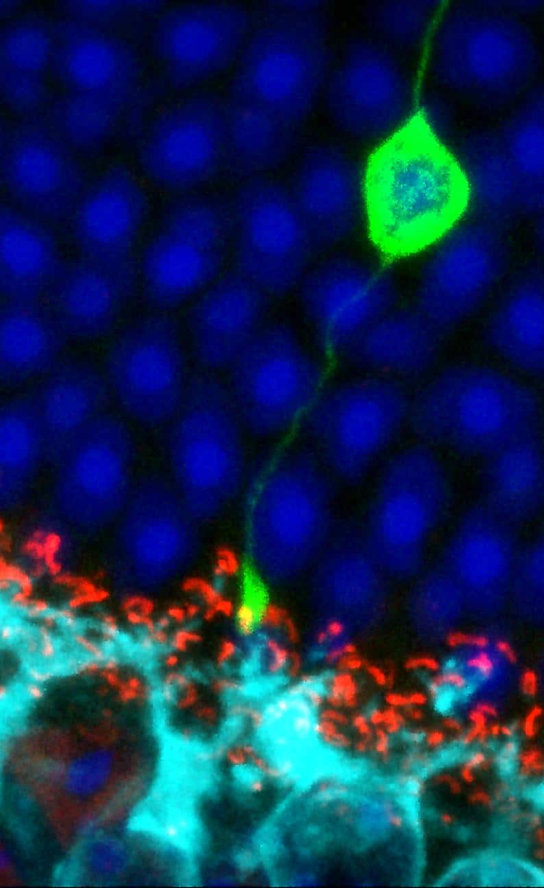 A high power image showing the position of a single transplanted photoreceptor cell (green) making new connections with bipolar cells in the recipient retina (cyan).