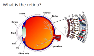 A detailed image of the various different parts of the eye, including the cornea, pupil, lens, iris, choroid, retina etc.