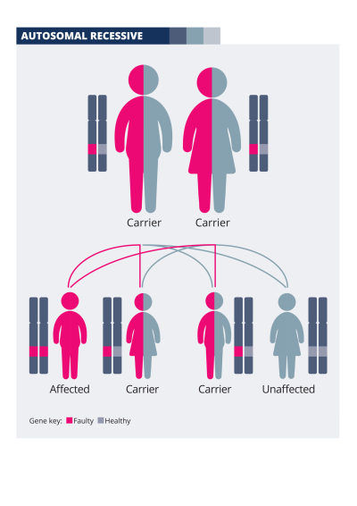 Autosomal recessive inheritance - Retina UK