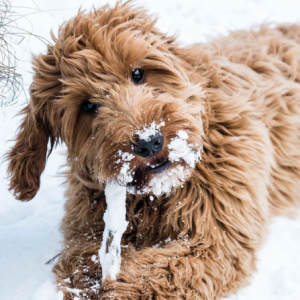 Fluffy Dog In The Snow